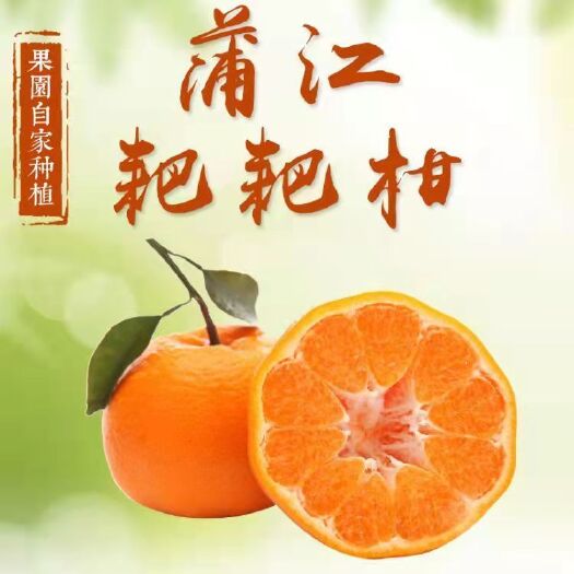 蒲江县耙耙柑  四川春见粑粑柑3斤5斤8斤大果产地直供支持代发坏果包赔