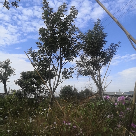 南宁黄花风铃木 黄花风铃多花风铃