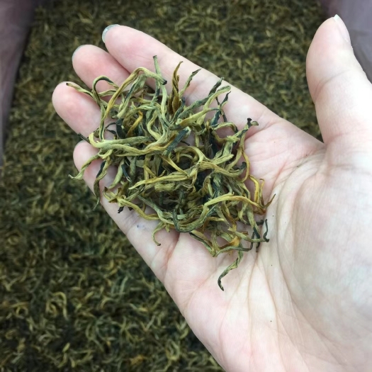 思茅滇红金芽 云南滇红茶 凤庆红茶 古树滇红曲红 新茶500包