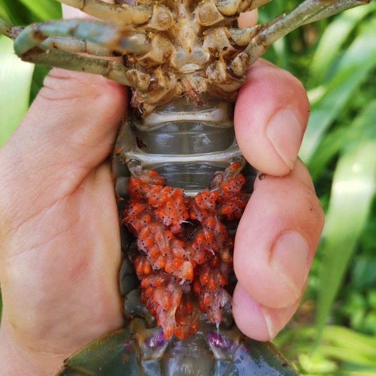 红螯螯虾  淡水澳洲龙虾澳洲淡水龙虾苗繁殖种虾活体宠物虾鱼塘养殖食用虾冷