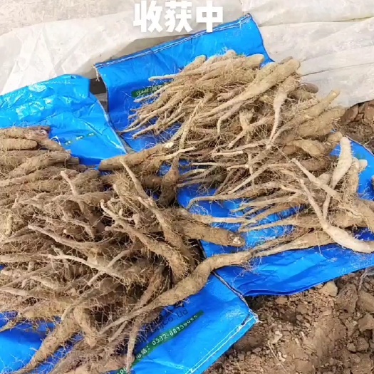 惠民县新茬地原产地自发一手货源 无菌无菌白玉山药苗