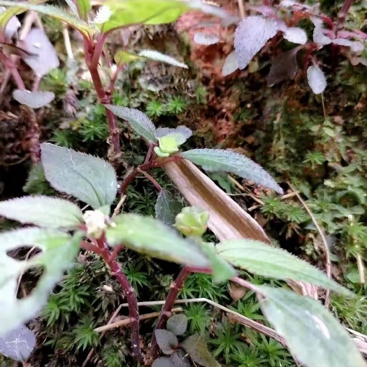 东山县风柜斗草、风鼓草、养肝仙草、精品热销、全国发货、产地直销。