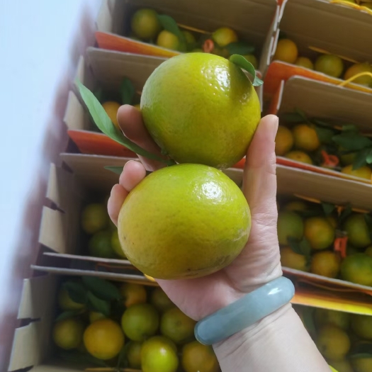 封开县皇帝柑 广东德庆贡柑现摘新鲜纯甜多汁