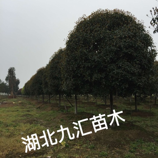 武汉八月桂四季桂金桂 丹桂桂花树