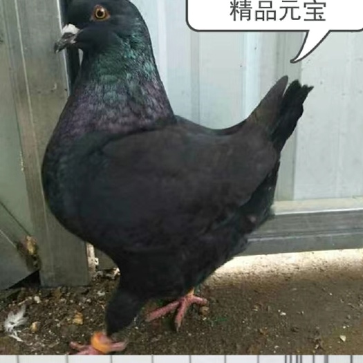 商河县环鸽 精品