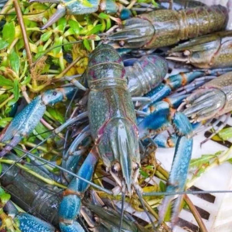 红螯螯虾  淡水澳洲龙虾澳洲淡水龙虾苗繁殖种虾活体宠物虾鱼塘养殖食用虾冷