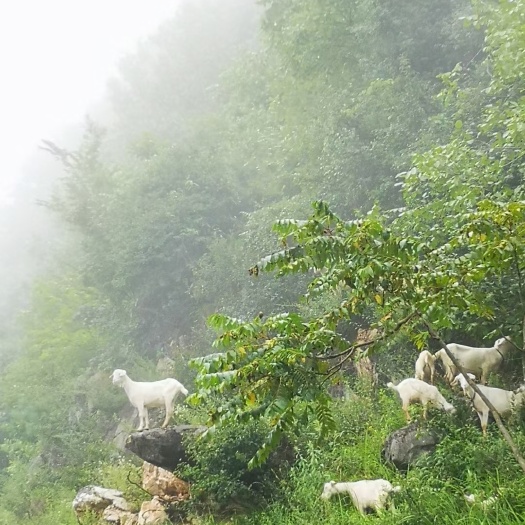 郧西县马头山羊