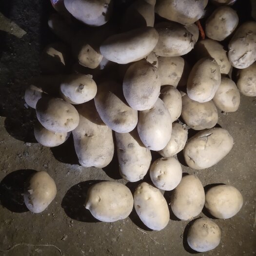 张北县黄心土豆 土豆