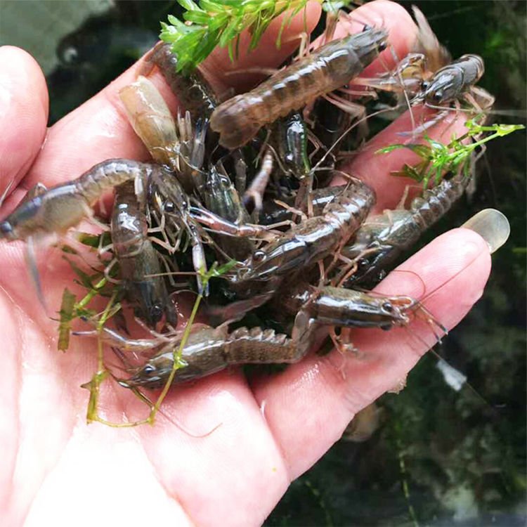 红螯螯虾  淡水澳洲龙虾澳洲淡水龙虾苗繁殖种虾活体宠物虾鱼塘养殖食用虾冷