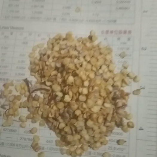 忻州2731杭椒 常规种（大田用种） 散装