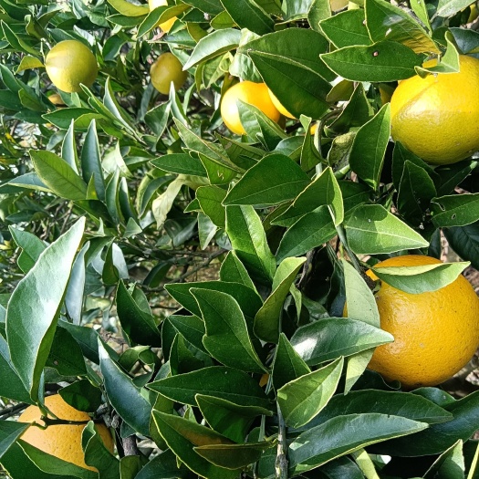 麻阳县正宗麻阳冰糖橙子