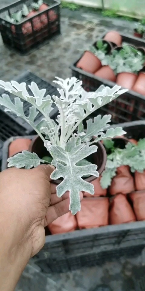 嘉善县 银叶菊