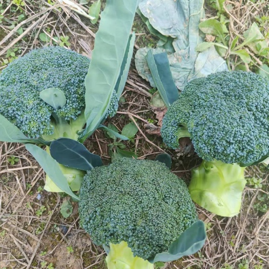 赫章县 西兰花大量上市每天一车