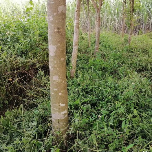 南宁沉香树出售，江南苏圩镇旁1千多棵