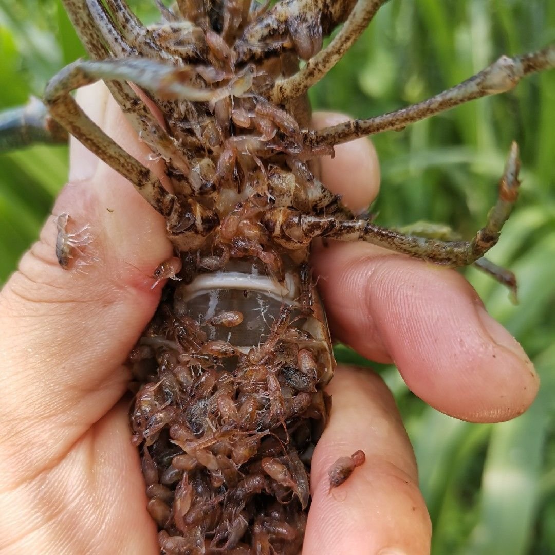 红螯螯虾  淡水澳洲龙虾澳洲淡水龙虾苗繁殖种虾活体宠物虾鱼塘养殖食用虾冷