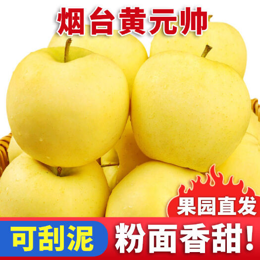 盘锦山东黄金奶油富士苹果 黄金帅苹果