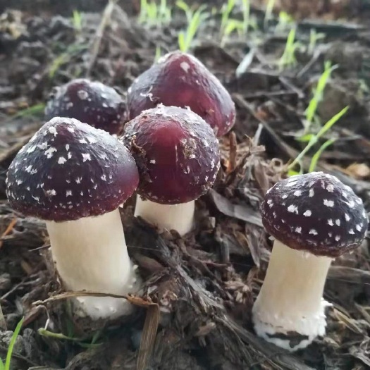 长沙 赤松茸