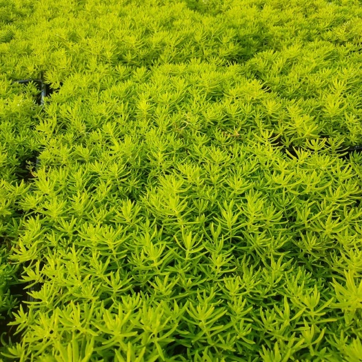 嘉善县草坪  佛加草