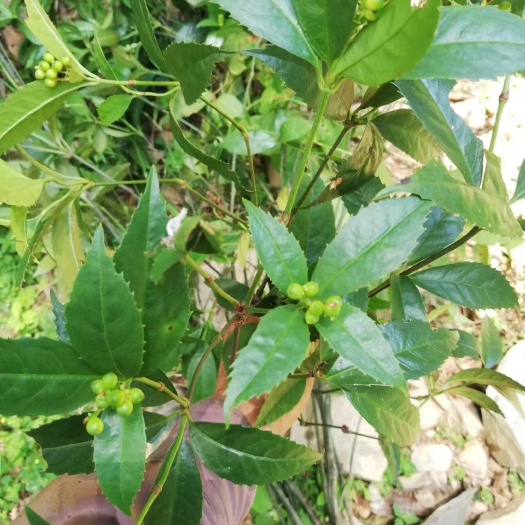 万安县 草珊瑚