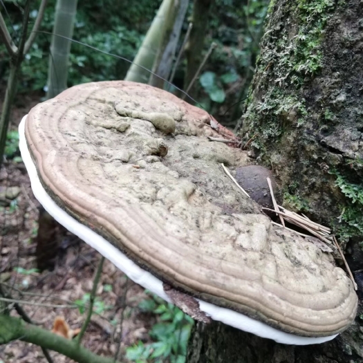 万安县赤灵芝 椴木赤芝 树舌头