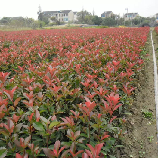 咸宁红叶石楠地苗