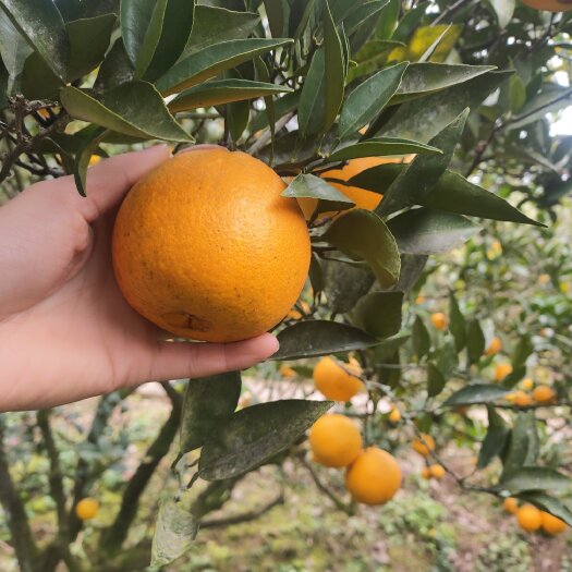 蓬安县南充市长叶香橙，脐橙，2-3万斤鲜果60-80，70-80多