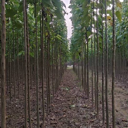 馆陶县金丝楸 楸树
