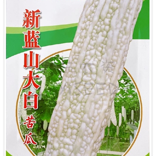 农之子新蓝山大白苦瓜种子10克，瓜长28-45cm左右，白色