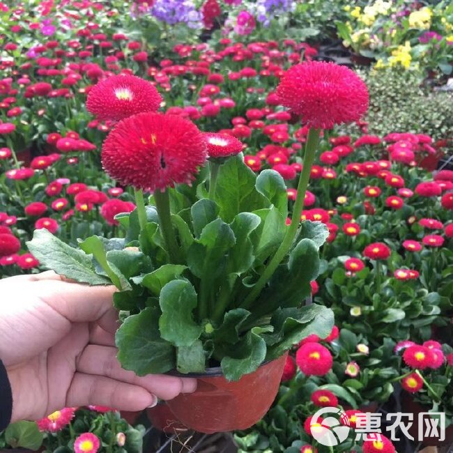  雏菊批发，雏菊价格，雏菊杯苗，时令花卉品种，春季花卉