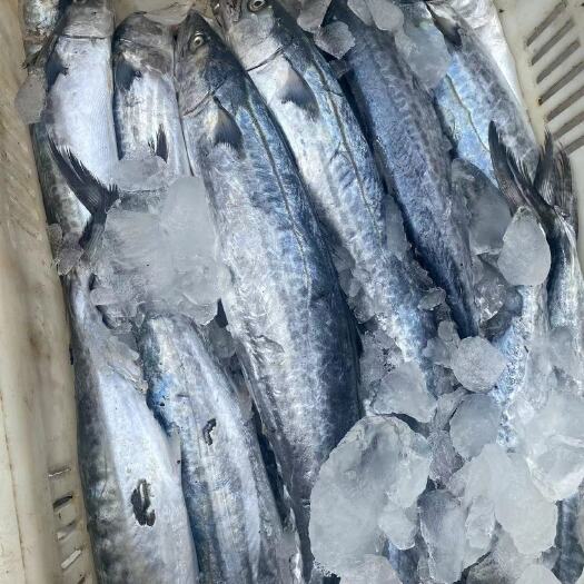 荣成市蓝点马鲛 鲅鱼