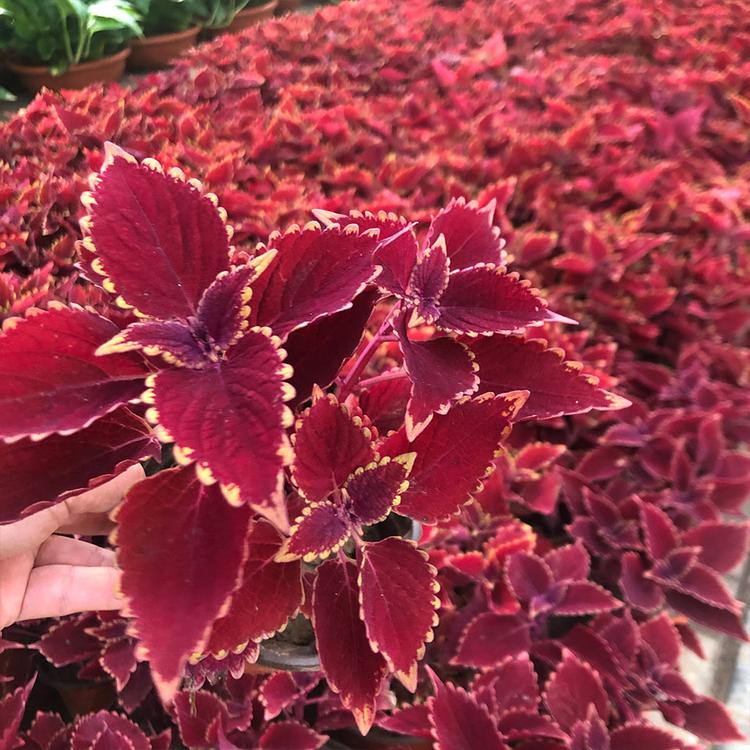  彩叶草基地，绿化彩叶草工程花卉，园林绿化彩叶草盆苗，彩叶草