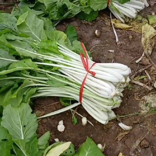 快白菜 长白菜箭杆白