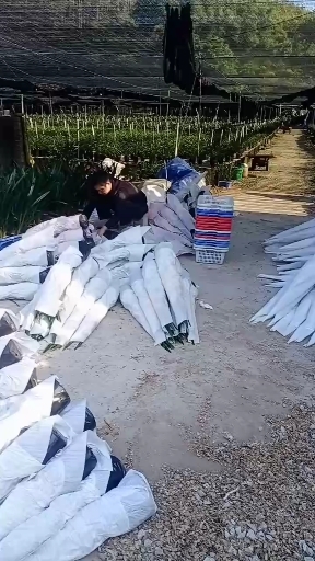 墨兰 广东省佛山市南海区基地批发兰花