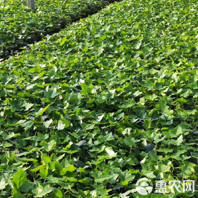  常春藤价格，常春藤批发，爬藤植物常青藤，常春藤供货