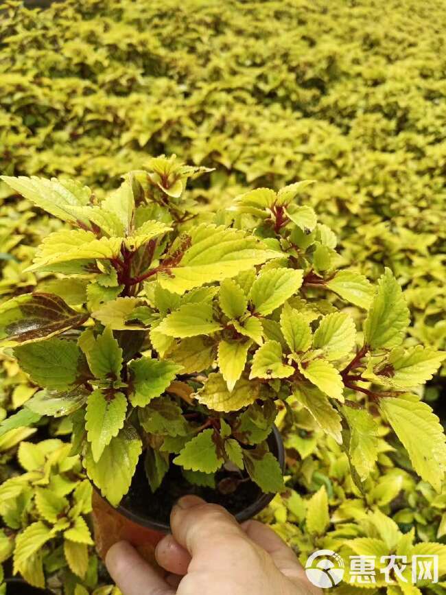  彩叶草采购，时令草花彩叶草，园林绿化花卉彩叶草价格，彩叶草