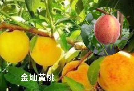 寿县黄金桃苗  金灿黄桃，属早熟新品种，平均果重260克，