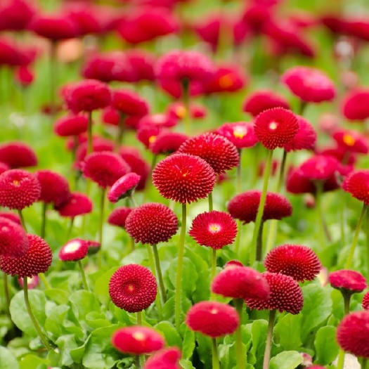青州市 雏菊花卉，雏菊工程苗，雏菊盆栽，时令草花雏菊，绿化工程雏菊