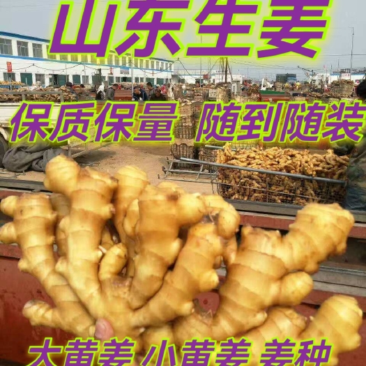 大黄姜  山东优质生姜产地批发  大量现货  随到随装 保质