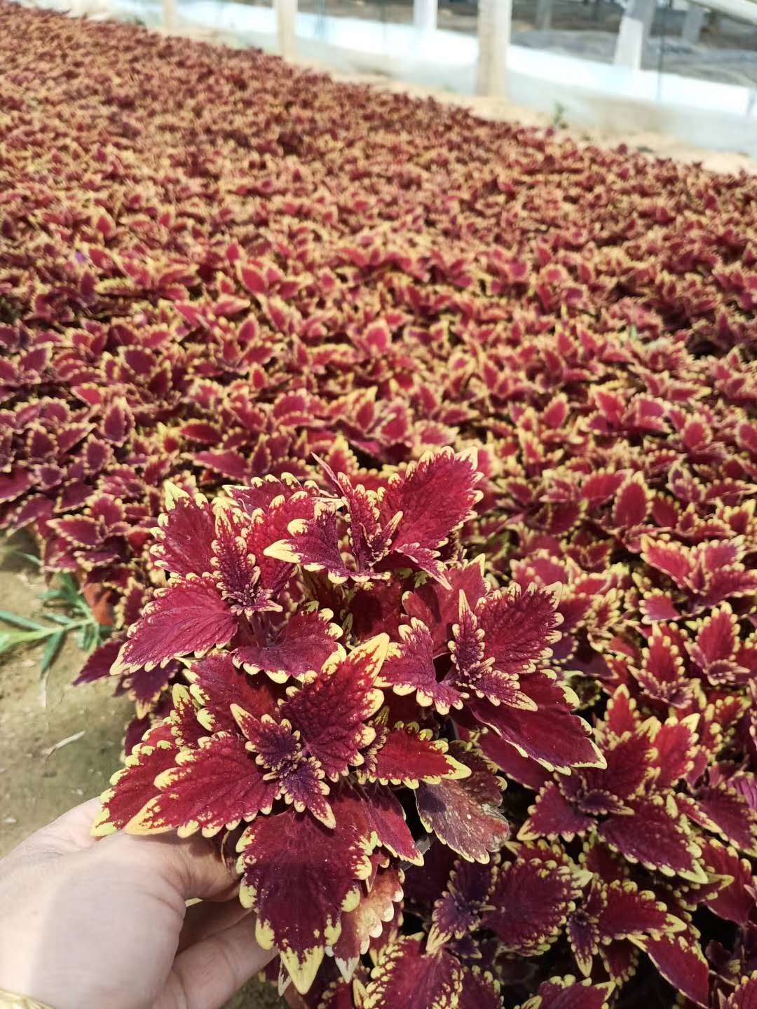  彩叶草基地，绿化彩叶草工程花卉，园林绿化彩叶草盆苗，彩叶草
