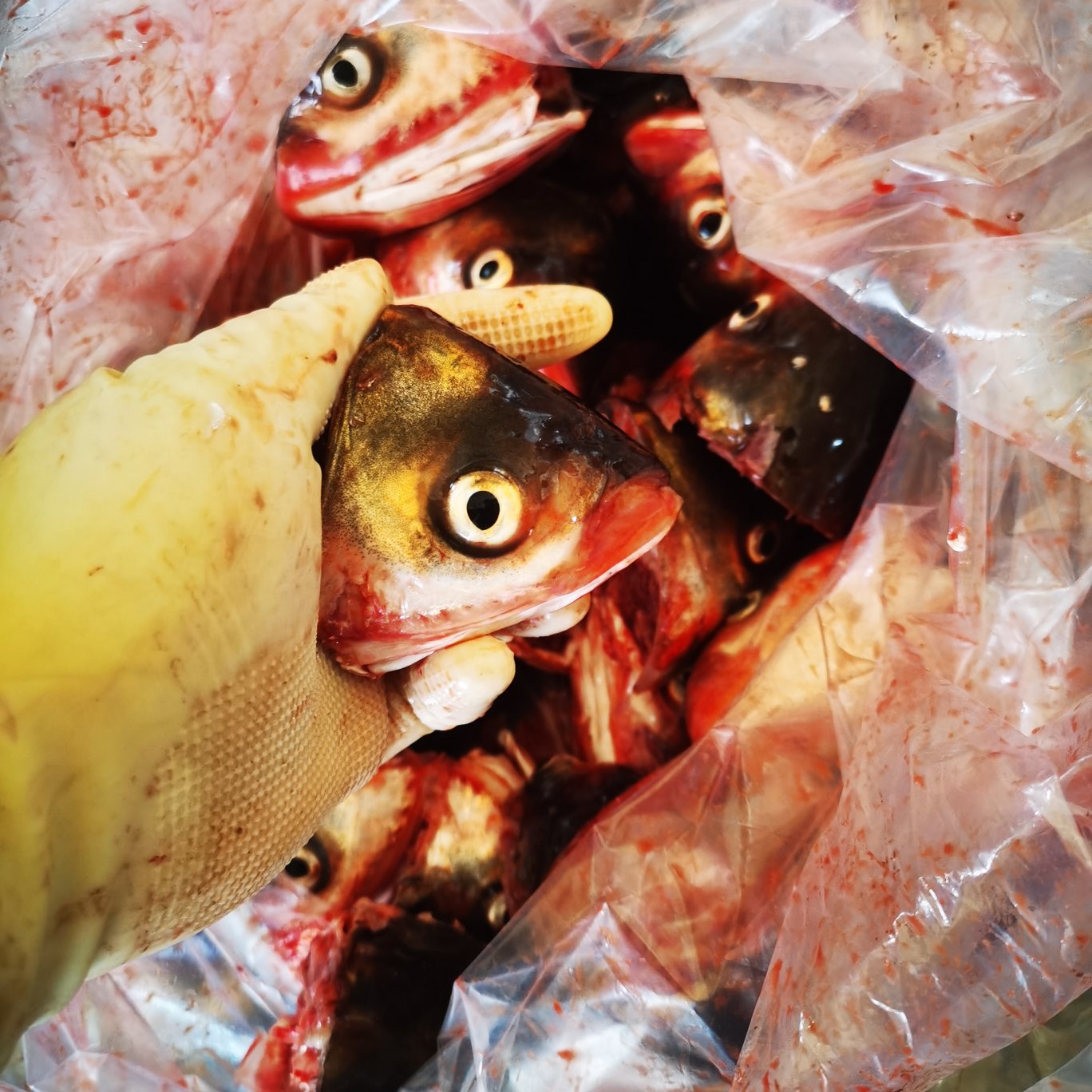 白鲢鱼嘴，鱼头酒店市场超市直供。