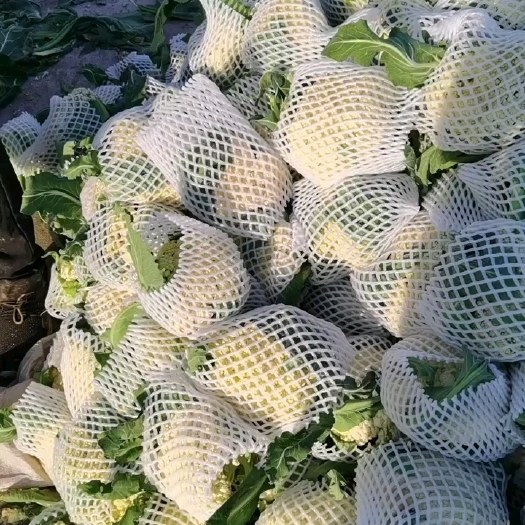 通许县白花菜花  花菜