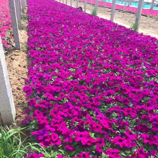 青州市 山东矮牵牛基地，矮牵牛供货，工程花卉牵牛花