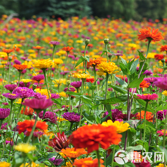  百日草价格，百日草供货，百日草花卉盆花，百日菊基地