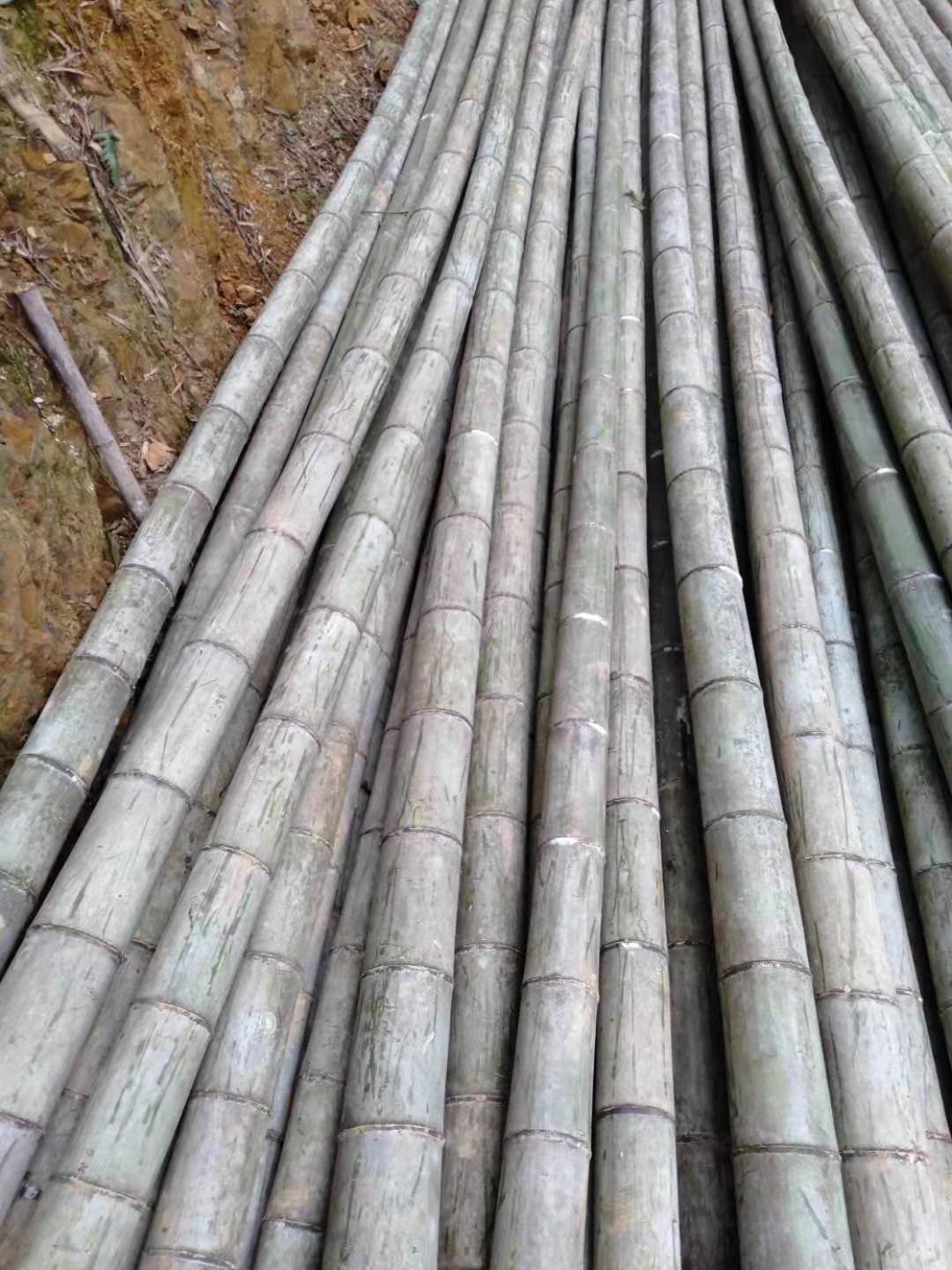 毛竹