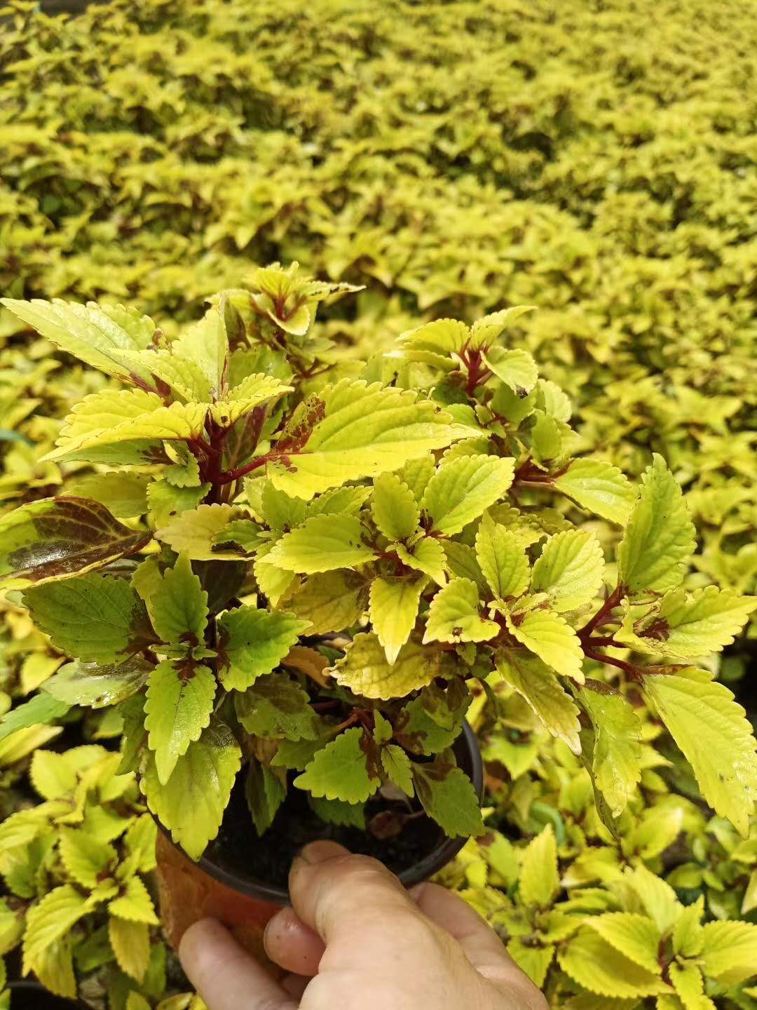  彩叶草基地，绿化彩叶草工程花卉，园林绿化彩叶草盆苗，彩叶草