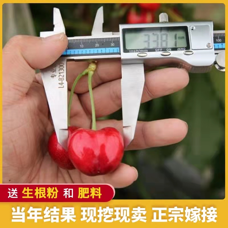 齐早樱桃苗  当年结果 优质嫁接苗 现挖保湿发货 全国包邮
