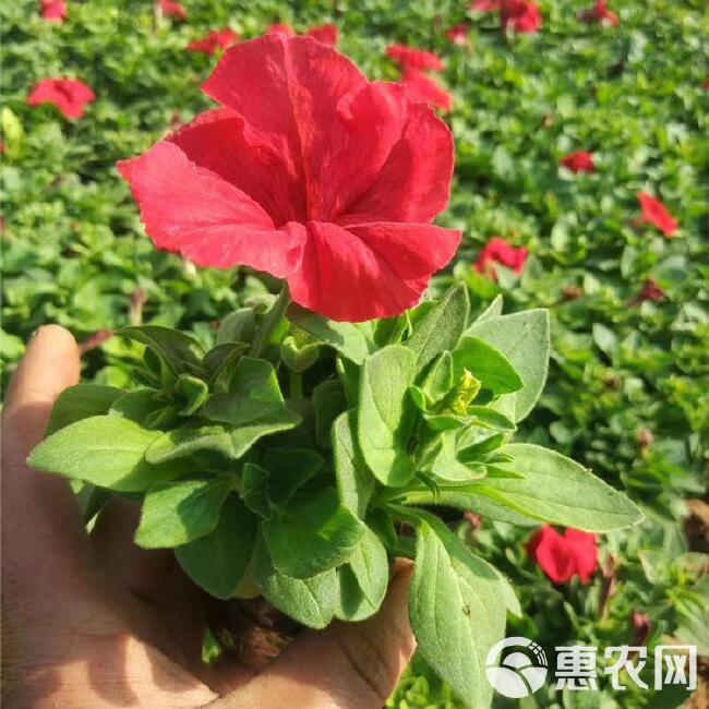  矮牵牛采购，牵牛花卉小苗，牵牛花工程花卉，公园花卉品种