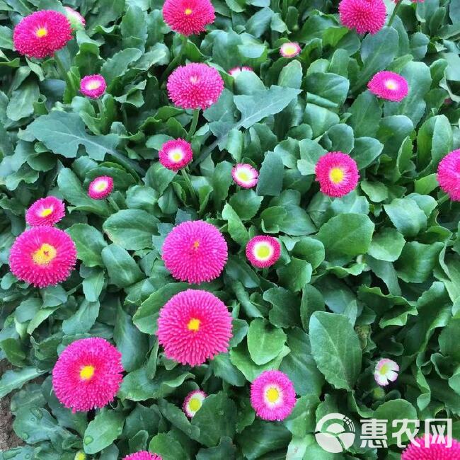  雏菊批发，雏菊价格，雏菊杯苗，时令花卉品种，春季花卉