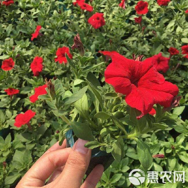  矮牵牛采购，牵牛花卉小苗，牵牛花工程花卉，公园花卉品种