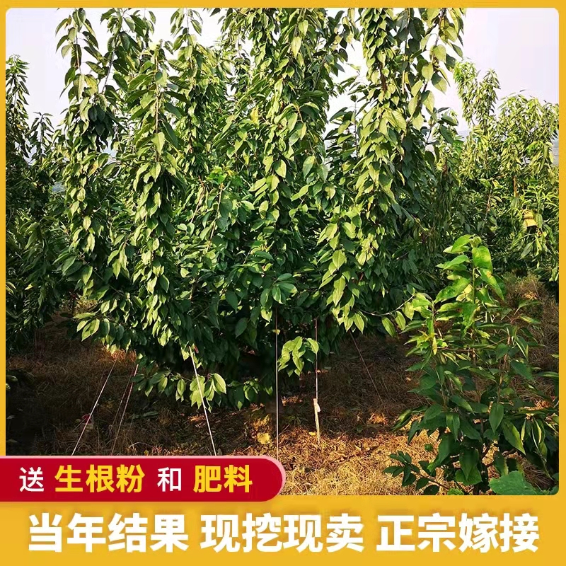 齐早樱桃苗  当年结果 优质嫁接苗 现挖保湿发货 全国包邮